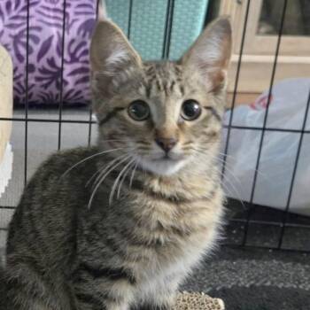 Vinny -  Domestic Short Hair Cat for Adoption in Fairway, Kansas - Vinny | PetCurious