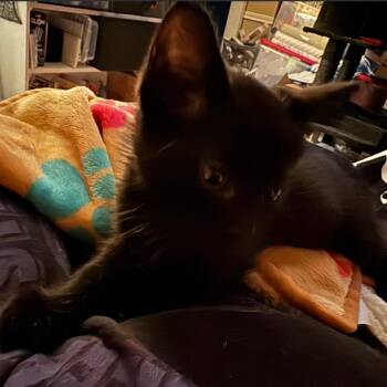 Domestic Medium Hair Cats Available for Adoption in League City, Texas - EBONY | PetCurious