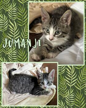 Jumanji -  Tabby Cat for Adoption in Pasco, Washington - Jumanji | PetCurious
