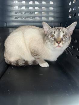 LIBERTY -  Domestic Short Hair Cat for Adoption in Palmetto, Florida - LIBERTY | PetCurious