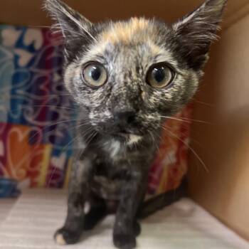 Lace -  Domestic Short Hair Cat for Adoption - Lace | PetCurious