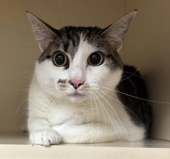 Hilda -  Domestic Short Hair Cat for Adoption in Chamblee, Georgia - Hilda | PetCurious
