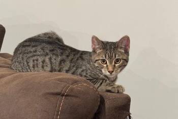 Rescue Domestic Short Hair Cats for Adoption in Cleveland, Ohio - Sycamore | PetCurious