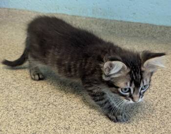 Domestic Short Hair Cats Available for Adoption in Cape Coral, Florida - Giles | PetCurious