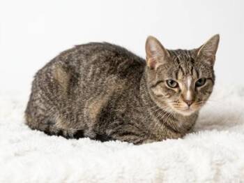 Katniss -  Domestic Short Hair and American Shorthair Cat for Adoption in Bedford, Indiana - Katniss | PetCurious