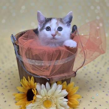 Domestic Short Hair Cats Available for Adoption in East St. Louis, Illinois - Divine-C | PetCurious