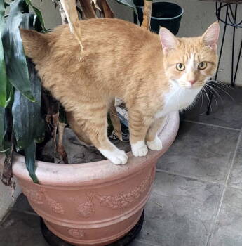 Rescue Domestic Short Hair Cats for Adoption in Oviedo, Florida - Ruthie | PetCurious