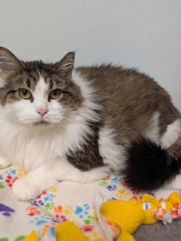 Demeka -  Domestic Medium Hair Cat for Adoption in Rochester, Minnesota - Demeka | PetCurious