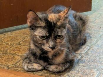 Rescue Domestic Short Hair Cats for Adoption in Santa Cruz, California - BETTY* | PetCurious