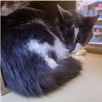 Rescue Domestic Short Hair Cats for Adoption in Ashland, Virginia - Foggy | PetCurious