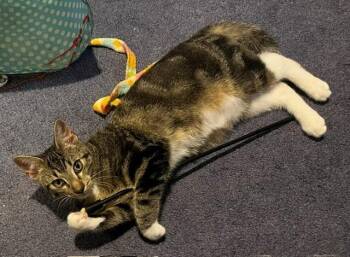 Jester -  Domestic Short Hair Cat for Adoption in Cumberland, Maine - Jester | PetCurious