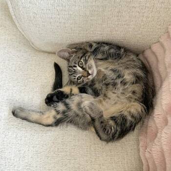 Rescue American Shorthair Cats for Adoption - Leo | PetCurious