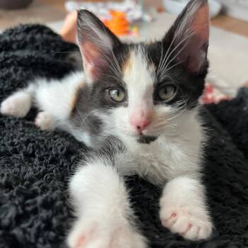 Cinnamon Avery -  Domestic Short Hair and Calico Cat for Adoption in Morrison, Colorado - Cinnamon Avery | PetCurious