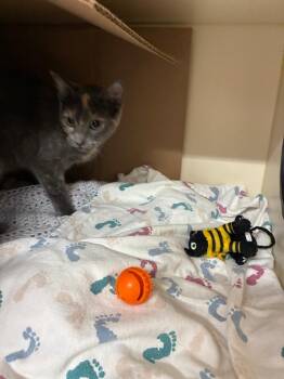 Stella -  Domestic Short Hair Cat for Adoption in Bloomington, Indiana - Stella | PetCurious