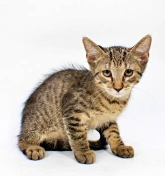 Max -  Domestic Medium Hair and Domestic Short Hair Cat for Adoption in Morton Grove, Illinois - Max | PetCurious