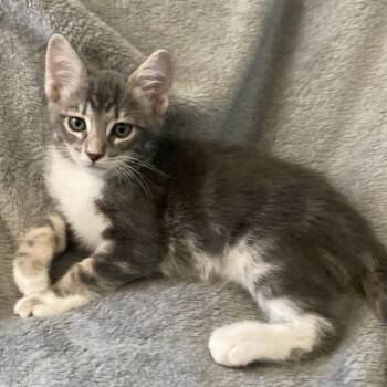 Waylon -  Domestic Short Hair Cat for Adoption in Riverside, California - Waylon | PetCurious