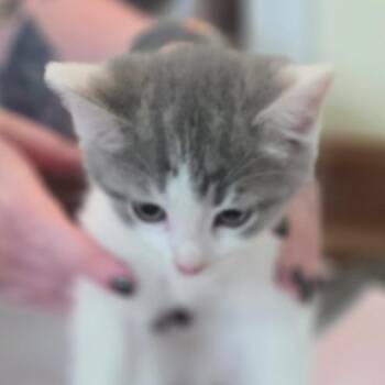 Nosy Smurf -  Domestic Short Hair Cat for Adoption in Muncie, Indiana - Nosy Smurf | PetCurious