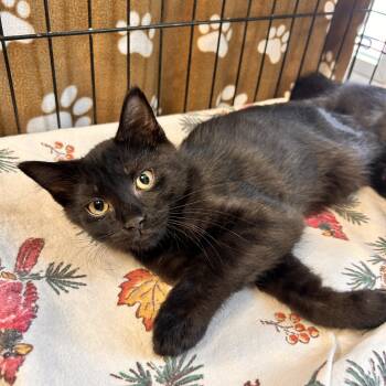 Cornell -  Domestic Short Hair Cat for Adoption in Myerstown, Pennsylvania - Cornell | PetCurious