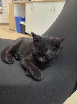 Xani - 10840 -  Domestic Short Hair Cat for Adoption in Sainte-angèle-de-monnoir, Quebec - Xani - 10840 | PetCurious