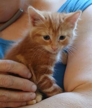 Elsa -  Domestic Short Hair Cat for Adoption in Lemont, Illinois - Elsa | PetCurious