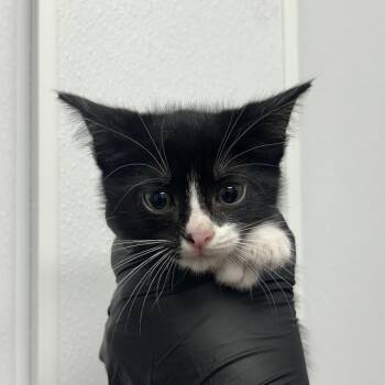 Hide & Seek -  Domestic Short Hair Cat for Adoption in Abilene, Texas - Hide & Seek | PetCurious