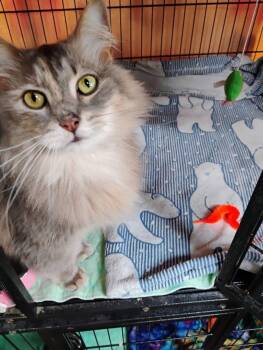 Domestic Long Hair Cats Available for Adoption in Saginaw, Michigan - Sirabi  | PetCurious