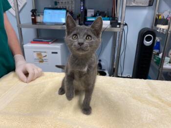 Augie -  Domestic Short Hair Cat for Adoption in Raleigh, North Carolina - Augie | PetCurious
