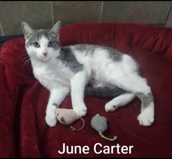 June Carter -  Domestic Short Hair Cat for Adoption in Wyandotte, Michigan - June Carter | PetCurious