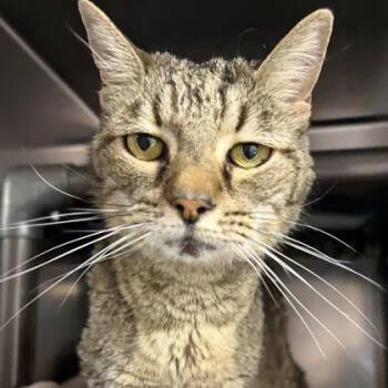 Cici -  Domestic Short Hair Cat for Adoption in North Myrtle Beach, South Carolina - Cici | PetCurious