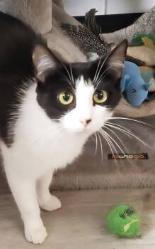 Rescue Domestic Short Hair Cats for Adoption in Greenfield, Indiana - Josie | PetCurious