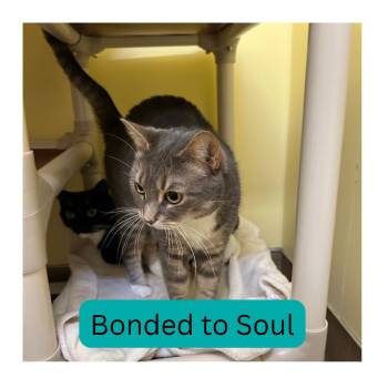 Everest -  Domestic Short Hair Cat for Adoption in Bedford, New Hampshire - Everest | PetCurious