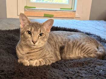 Rescue Domestic Short Hair Cats for Adoption in Granby, Connecticut - Metallica | PetCurious