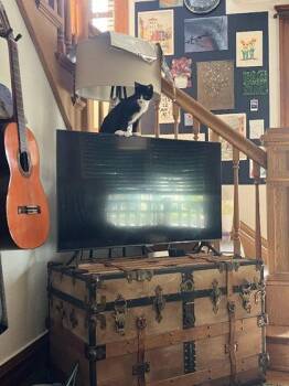 Gwen -  Domestic Short Hair Cat for Adoption in Winona, Minnesota - Gwen | PetCurious