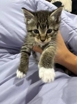 Titi -  Domestic Short Hair Cat for Adoption in The Woodlands, Texas - Titi | PetCurious