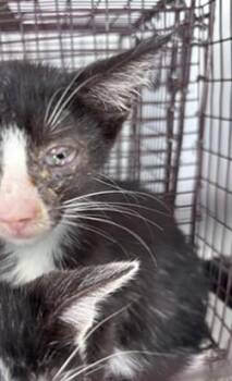 A662394 -  Domestic Short Hair Cat for Adoption in Houston, Texas - A662394 | PetCurious