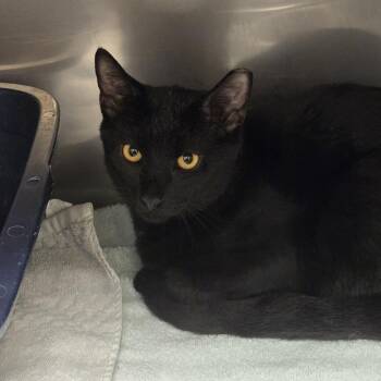 Frank -  Domestic Short Hair Cat for Adoption in Lake Panasoffkee, Florida - Frank | PetCurious