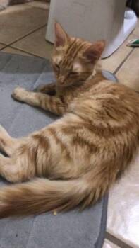Ginger -  Domestic Long Hair Cat for Adoption in Plumerville, Arkansas - Ginger | PetCurious