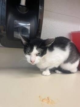 Domestic Short Hair Cats Available for Adoption - Ari | PetCurious