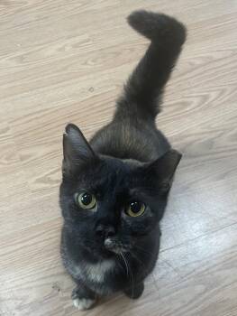 Minnie -  Domestic Short Hair Cat for Adoption in Pittsboro, North Carolina - Minnie | PetCurious
