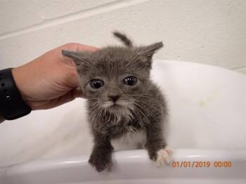 Rescue Domestic Short Hair Cats for Adoption in St. Peters, Missouri - DR. QUINN MEDICINE WOMAN | PetCurious