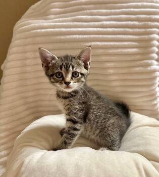 Rescue Tabby Cats for Adoption in Gorham, Maine - Greenleigh Highland | PetCurious