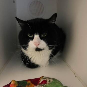 Mandarin -  Domestic Short Hair Cat for Adoption in Winthrop, Maine - Mandarin | PetCurious