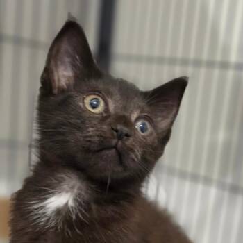 Funnel Cake -  Domestic Short Hair Cat for Adoption in Muncie, Indiana - Funnel Cake | PetCurious