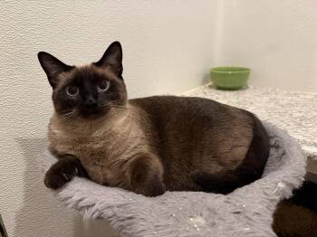 Dominica and Marino -  Siamese Cat Available for Adoption in Pomona, California - Dominica And Marino | PetCurious