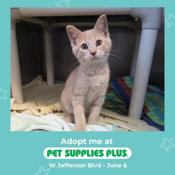 Khaki -  Domestic Short Hair Cat for Adoption in Fort Wayne, Indiana - Khaki | PetCurious