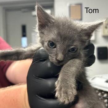 Tom -  Domestic Short Hair Cat for Adoption in Mooresville, North Carolina - Tom | PetCurious
