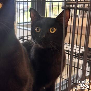 Domestic Short Hair Cats Available for Adoption in Washington, District Of Columbia - Darlene | PetCurious