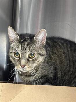 Rescue Domestic Short Hair Cats for Adoption in West Chester, Pennsylvania - Mamas | PetCurious