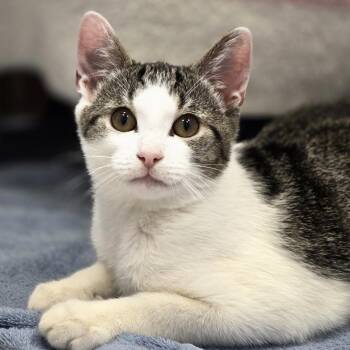 Mule -  Domestic Short Hair Cat for Adoption in Cooperstown, New York - Mule | PetCurious