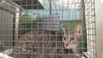SABANA -  Domestic Short Hair Cat for Adoption in Houston, Texas - SABANA | PetCurious